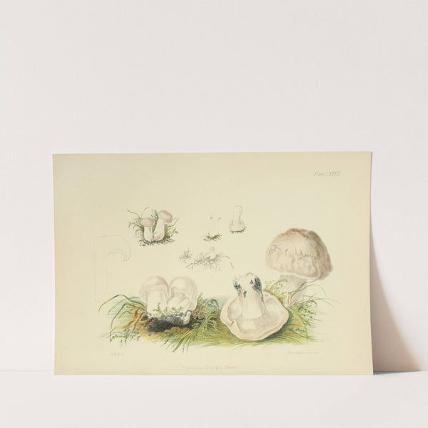 Illustrations of British mycology Pl.83 by Anna Maria Hussey