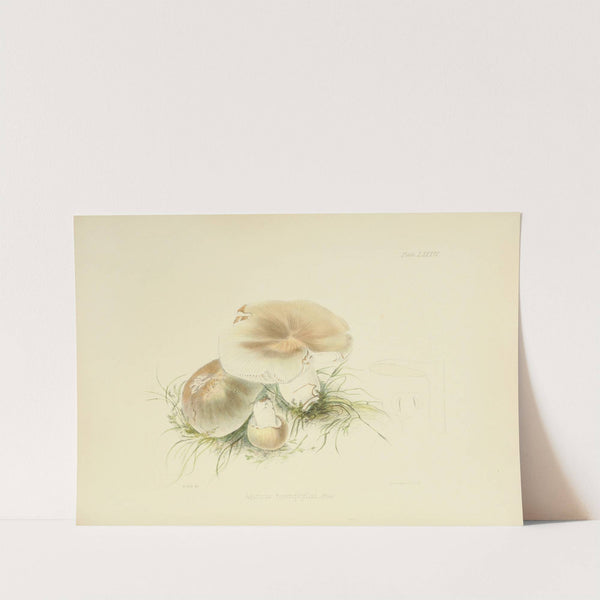 Illustrations of British mycology Pl.84 by Anna Maria Hussey