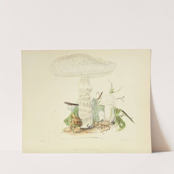 Illustrations of British mycology Pl.85 by Anna Maria Hussey