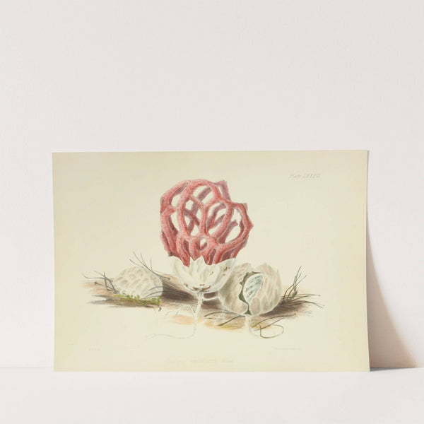 Illustrations of British mycology Pl.86 by Anna Maria Hussey