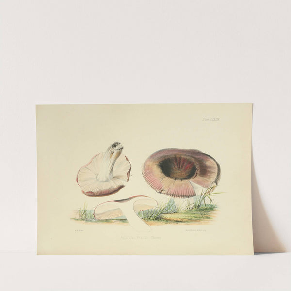 Illustrations of British mycology Pl.89 by Anna Maria Hussey