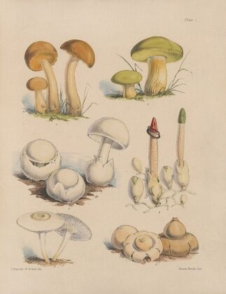 Illustrations of the fungi of our fields and woods Pl.01 — size preview