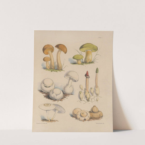 Illustrations of the fungi of our fields and woods Pl.01 by Sarah Price