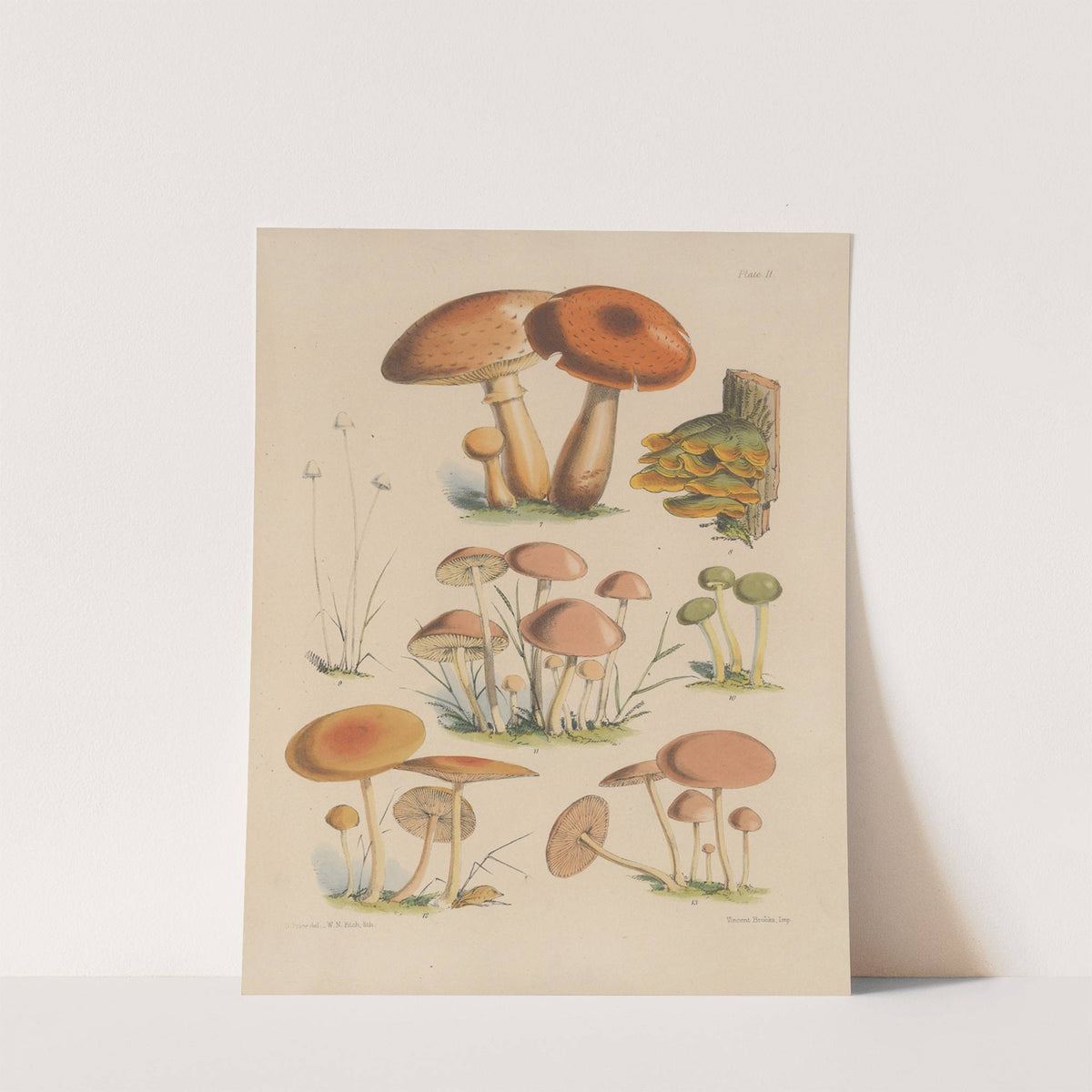 Illustrations of the fungi of our fields and woods Pl.02 by Sarah Price