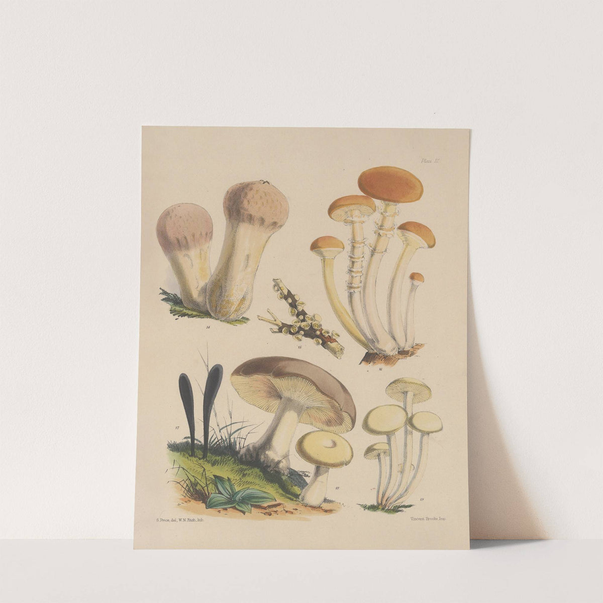 Illustrations of the fungi of our fields and woods Pl.03 by Sarah Price