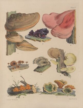 Illustrations of the fungi of our fields and woods Pl.04 — size preview