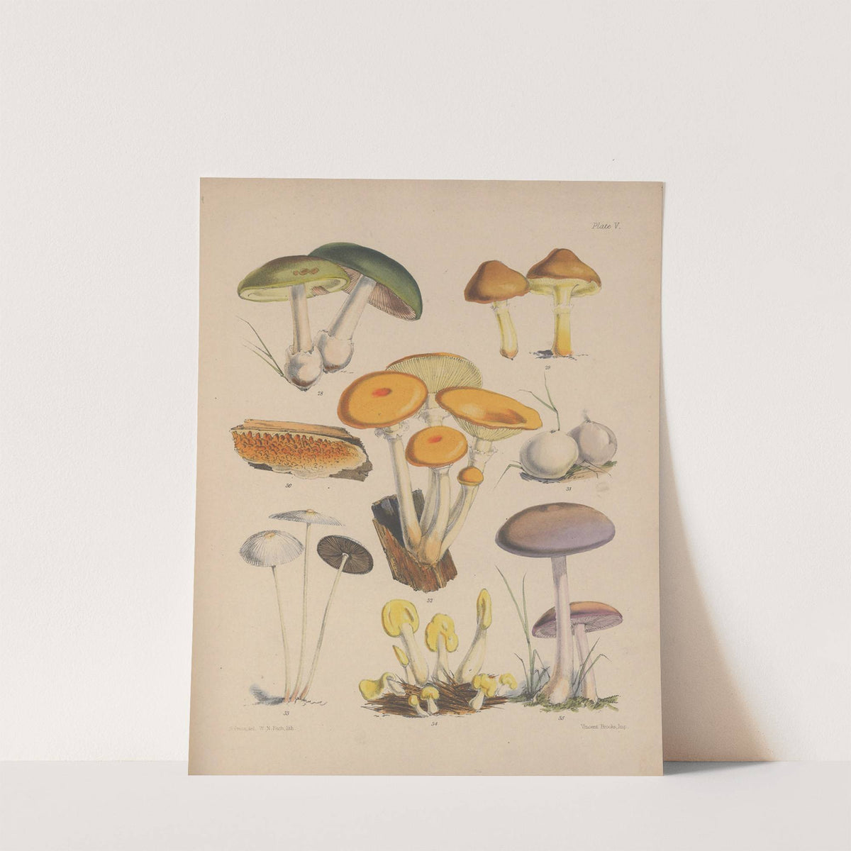 Illustrations of the fungi of our fields and woods Pl.05 by Sarah Price
