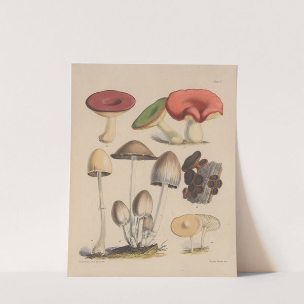 Illustrations of the fungi of our fields and woods Pl.06 by Sarah Price