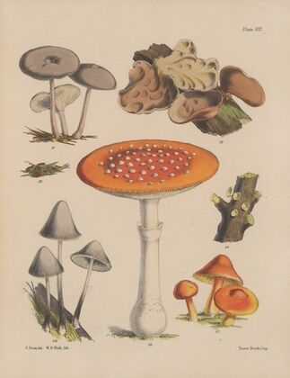 Illustrations of the fungi of our fields and woods Pl.08 — size preview