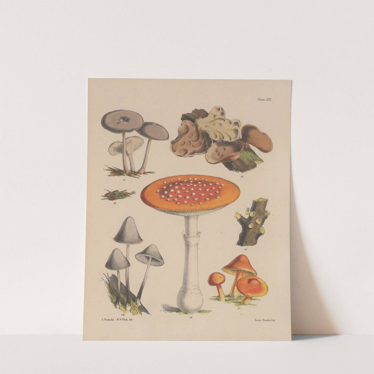 Illustrations of the fungi of our fields and woods Pl.08 by Sarah Price