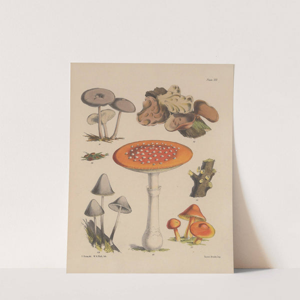 Illustrations of the fungi of our fields and woods Pl.08 by Sarah Price