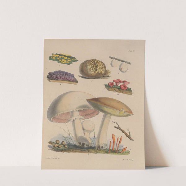 Illustrations of the fungi of our fields and woods Pl.09 by Sarah Price