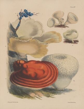Illustrations of the fungi of our fields and woods Pl.12 — size preview