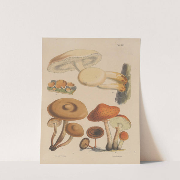 Illustrations of the fungi of our fields and woods Pl.13 by Sarah Price