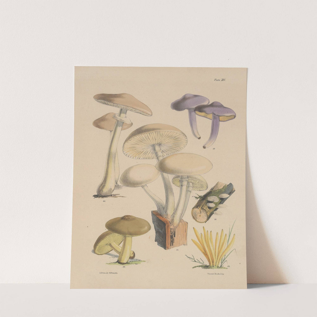 Illustrations of the fungi of our fields and woods Pl.14 by Sarah Price