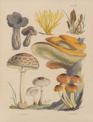 Illustrations of the fungi of our fields and woods Pl.16 — size preview