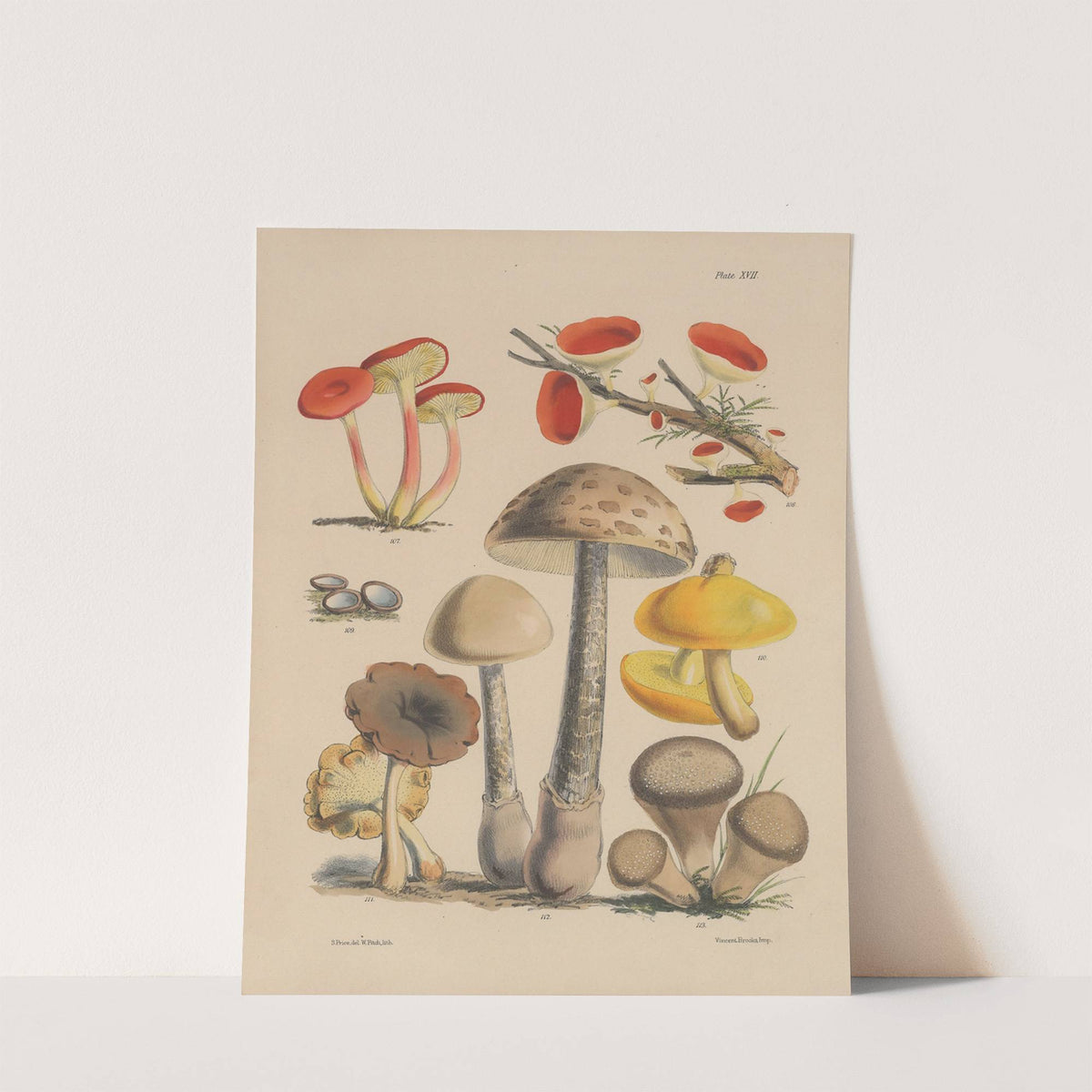 Illustrations of the fungi of our fields and woods Pl.17 by Sarah Price