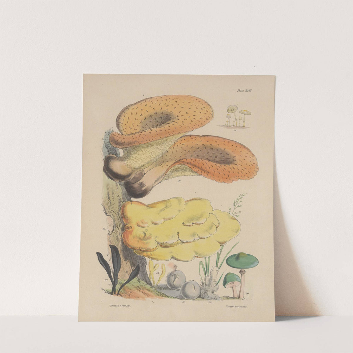 Illustrations of the fungi of our fields and woods Pl.18 by Sarah Price