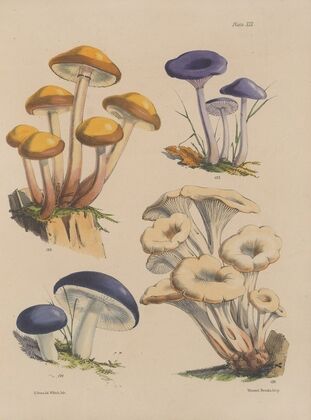 Illustrations of the fungi of our fields and woods Pl.19 — size preview