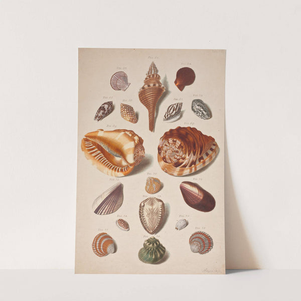 Illustrationsplanche Med Konkylier by Franz Michael Regenfus