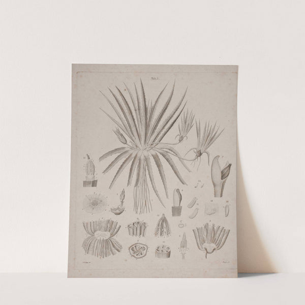 Illustrationstavle til planteværk by Oluf Olufsen Bagge