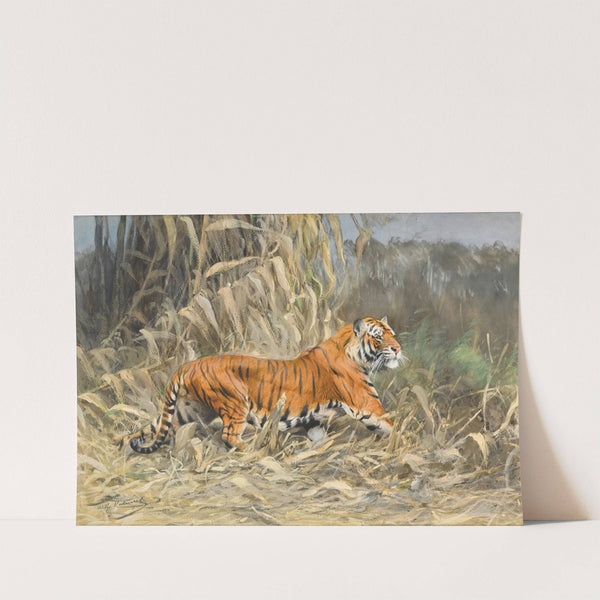 Im Dschungel (Tiger) by Wilhelm Kuhnert