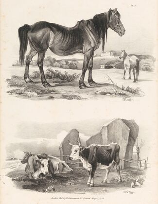 Images of Livestock, Plate 11 (1824)