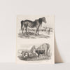 Images of Livestock, Plate 11 (1824) by Henry Walter