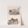 Images of Livestock, Plate 15 (1824) by Henry Walter