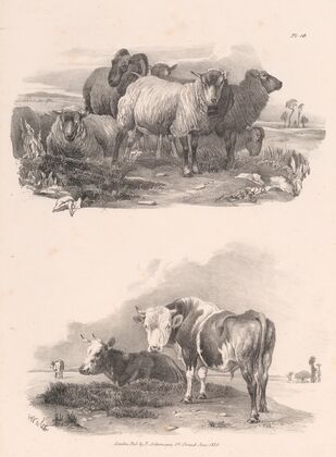 Images of Livestock, Plate 16 (1824)