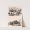 Images of Livestock, Plate 6 (1824) by Henry Walter