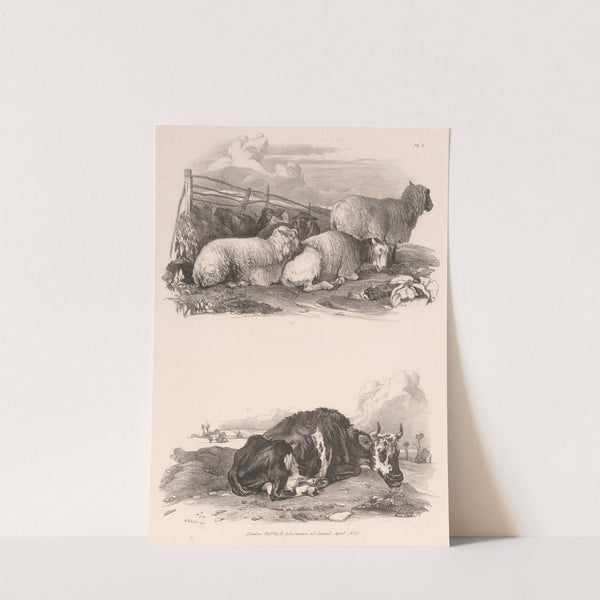 Images of Livestock, Plate 6 (1824) by Henry Walter
