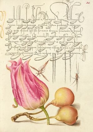 Imaginary Insect, Tulip, Spider, and Common Pear (1561–1596)