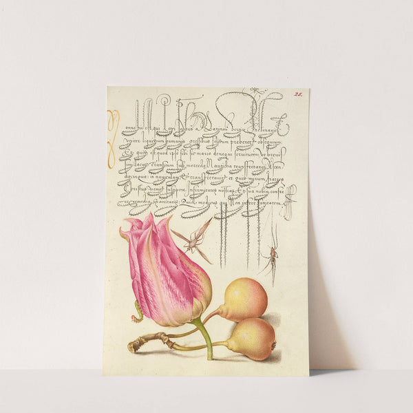 Imaginary Insect, Tulip, Spider, and Common Pear (1561–1596) by Joris Hoefnagel