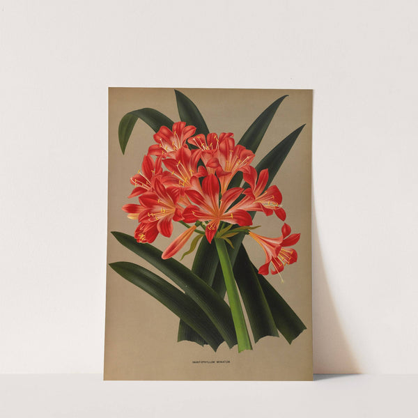 Imantophyllum Miniatum (1872-1881) by Arentina Hendrica Arendsen