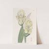 Imbricated Iris by Sydenham Edwards