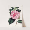 Imbricated Japan Rose by Sydenham Edwards
