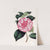 Imbricated Japan Rose by Sydenham Edwards