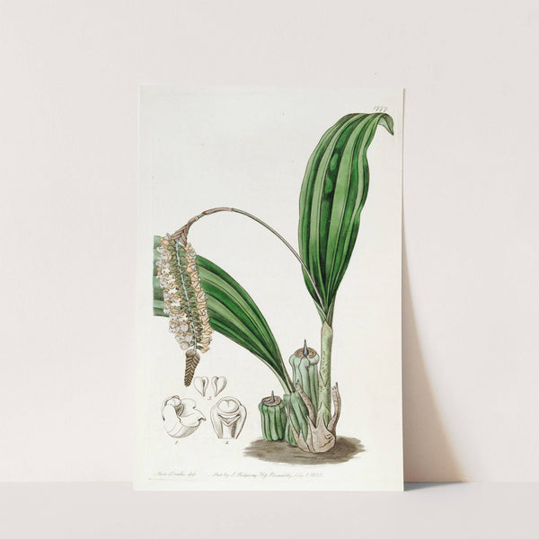 Imbricated Pholidota by Sydenham Edwards