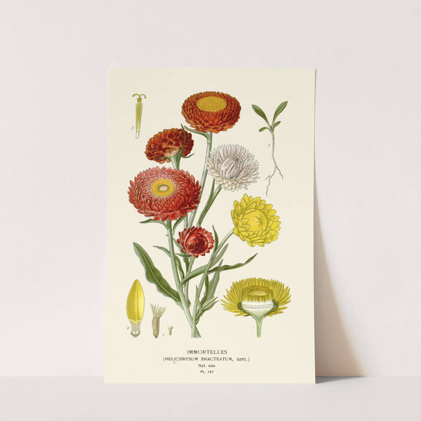 Immortelles (1896-1897) by Edward Step