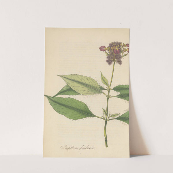 Impatiens Fimbriata by William Jackson Hooker