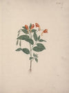 Impatiens rothii Hook. f. (Balsam)