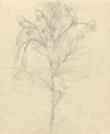 Impatiens rothii