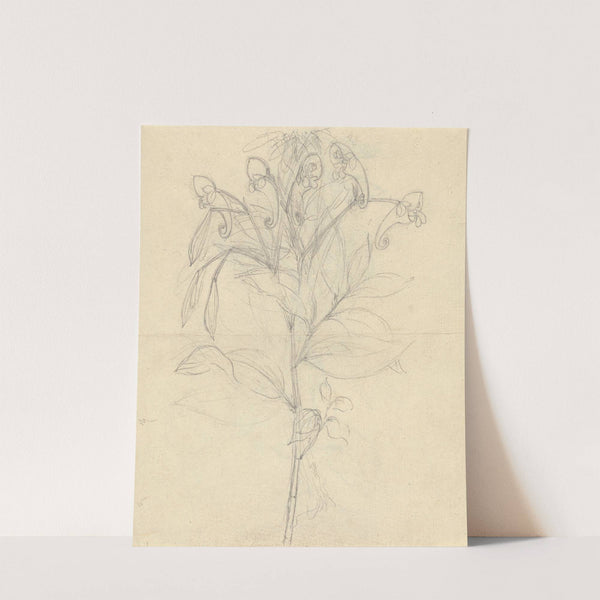 Impatiens rothii by Luigi Balugani