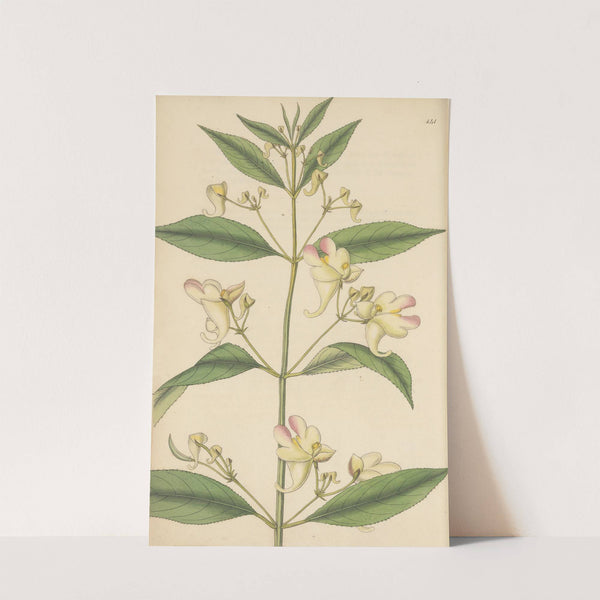 Impatiens trilobata by William Jackson Hooker