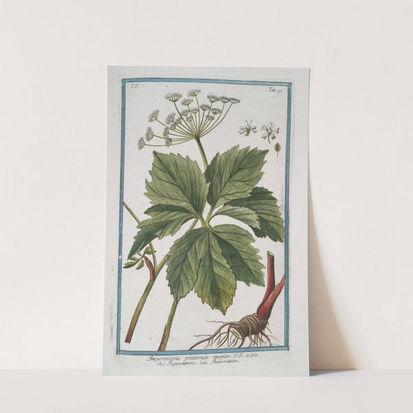 Imperatoria pratensis major – Imperatoire. (Masterwort) (1772-1793) by Giorgio Bonelli
