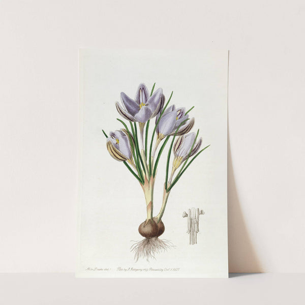 Imperato's Crocus by Sydenham Edwards