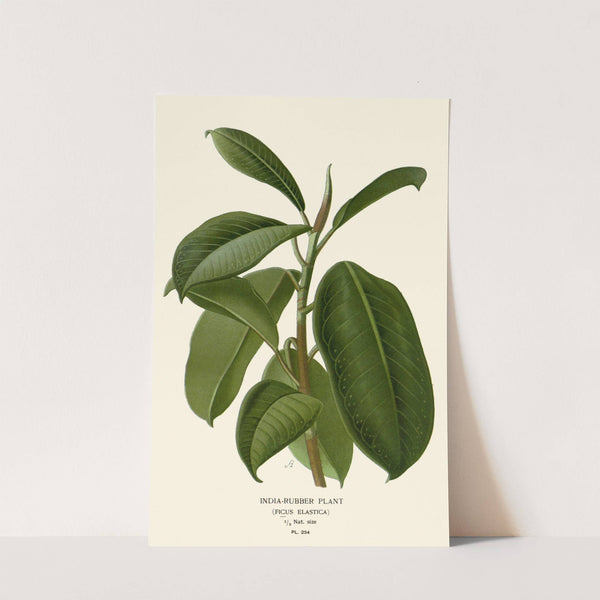 India-Rubber Plant (1896-1897) by Edward Step