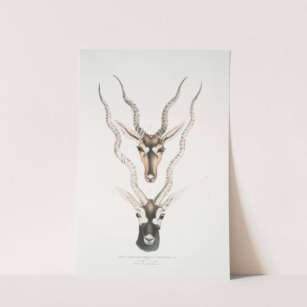 Indian Antelope, Antilopa cervicapra. Head and horn. 1. Young, 2. Adult. by John Edward Gray