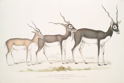 Indian Antelope, Antilope cervicapra. 1. Young in month of January 1822; 2. … same Individual in end of Oct. 1823; 3. Adult.